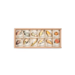 Wild - 12 piezas con caja de madera